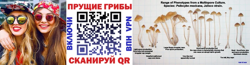 Псилоцибиновые грибы Psilocybe  Шахты 